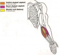 /album/ohybani-zapesti-s-jednoruckami/predlokti-jpg/